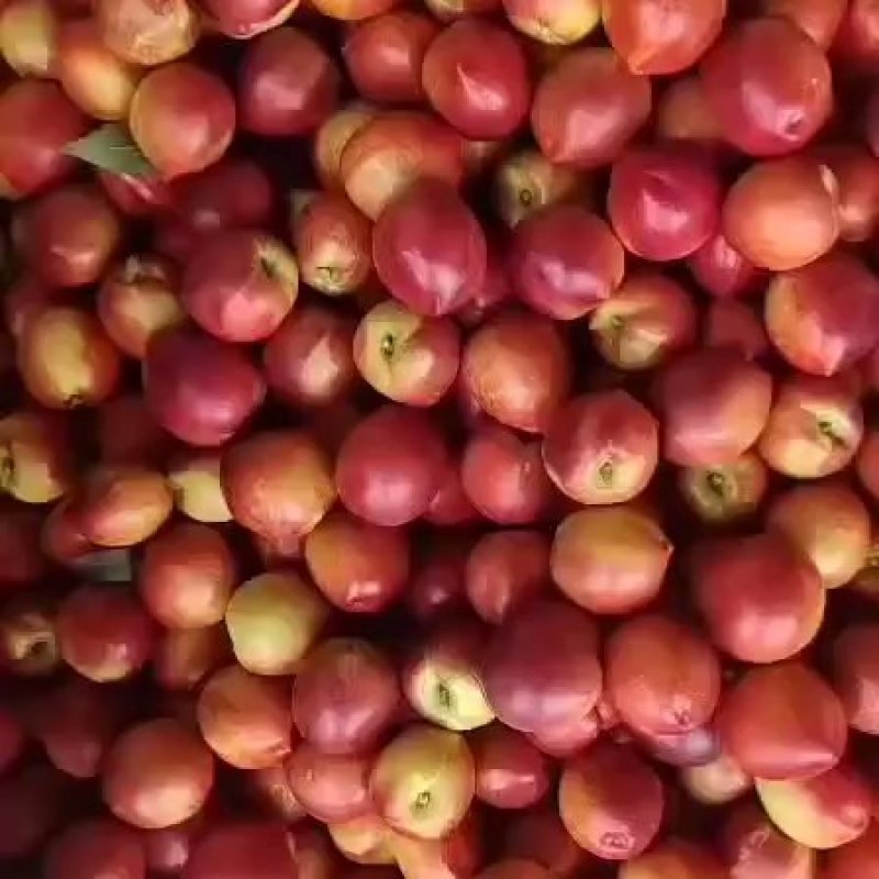 山东万亩大棚油桃大量上市，包冷臧