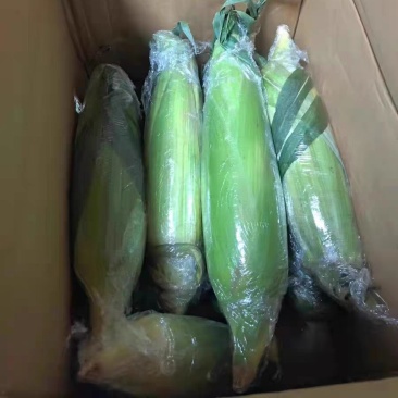 云南甜脆玉米批发一件代发
