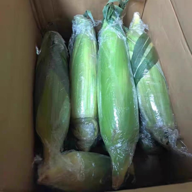 云南甜脆玉米批发一件代发