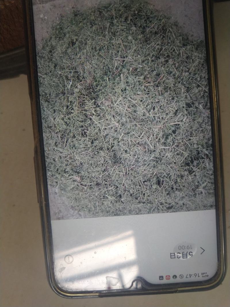 白花益母草