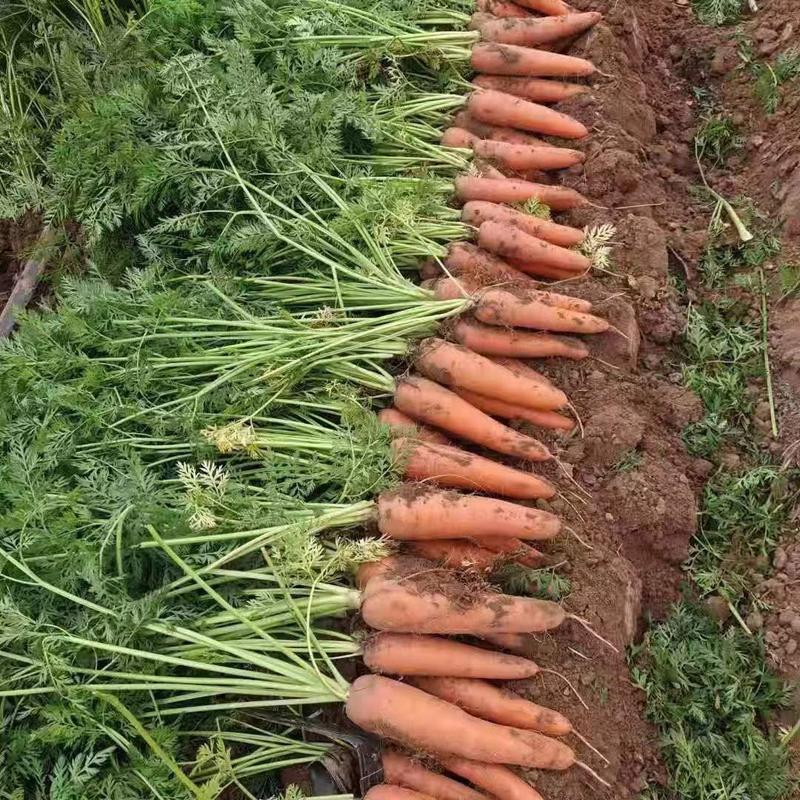 河北张家口沽大量红萝卜上市水洗萝卜土萝卜成品次品产地直发