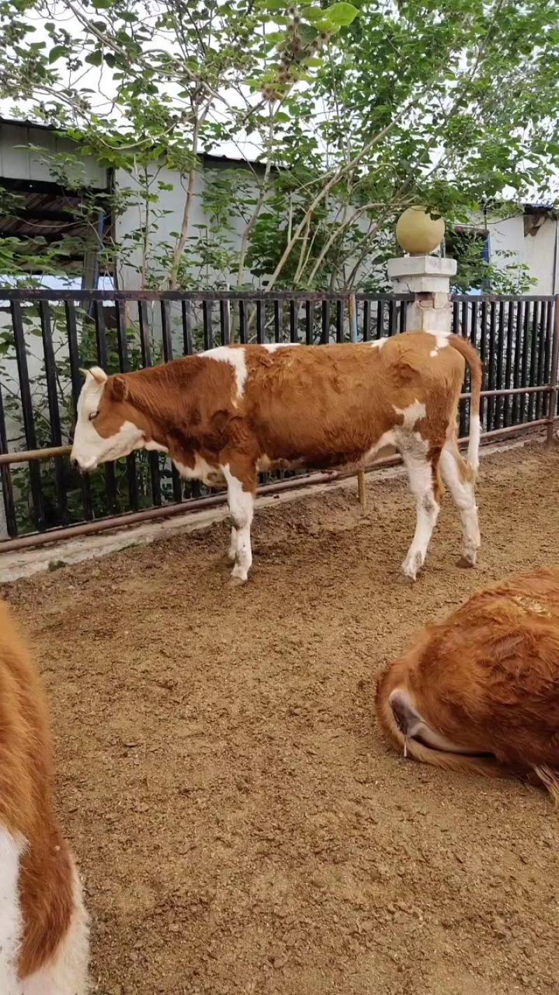 鲁西黄牛肉牛犊小黄牛犊活牛苗保证成活率送货到家一只起售