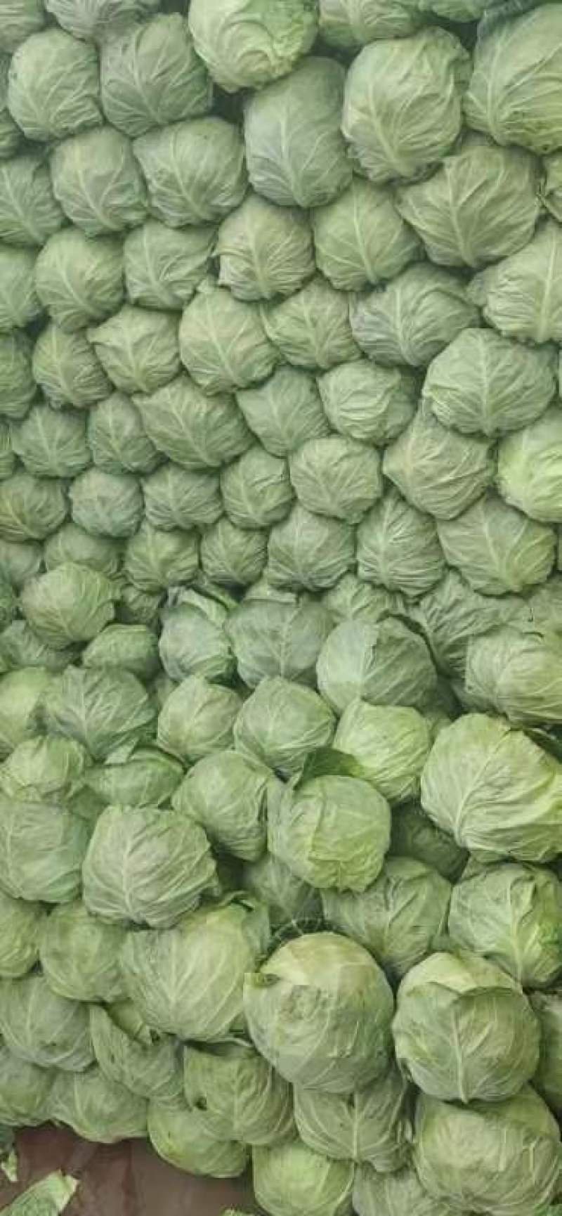 天天鲜优选好甘蓝大量有货有需要货的老板可以下单了