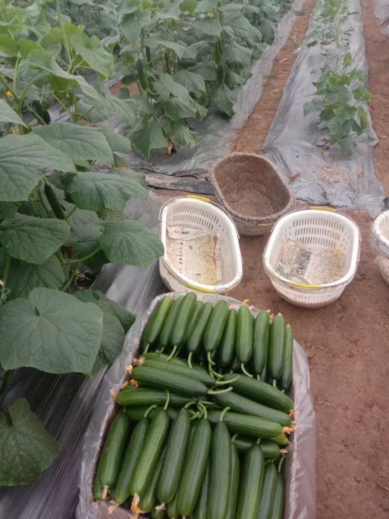 山东菏泽精品水果小黄瓜，大量上市，欢迎各位老板来购