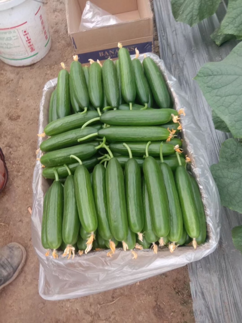 山东菏泽精品水果小黄瓜，大量上市，欢迎各位老板来购