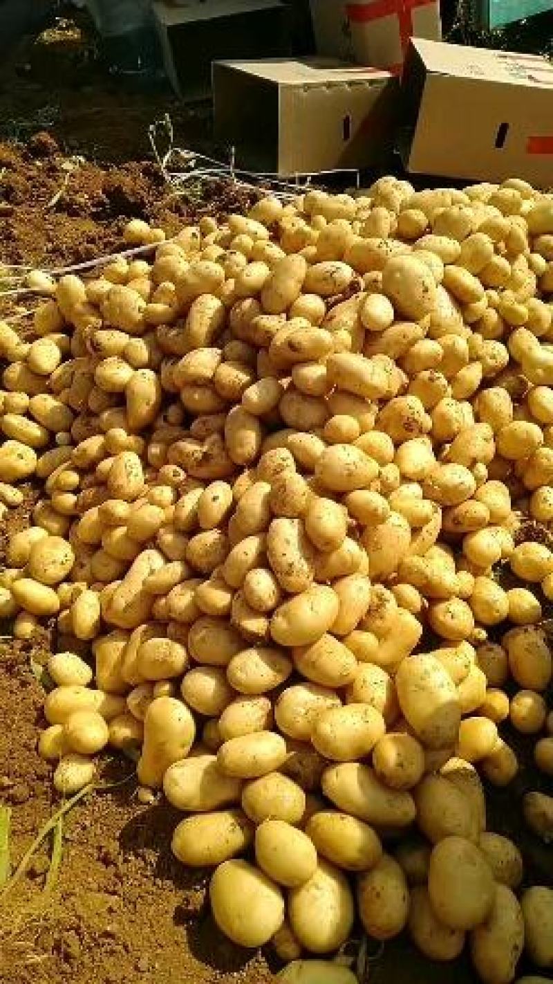 大量开挖欢迎咨询
