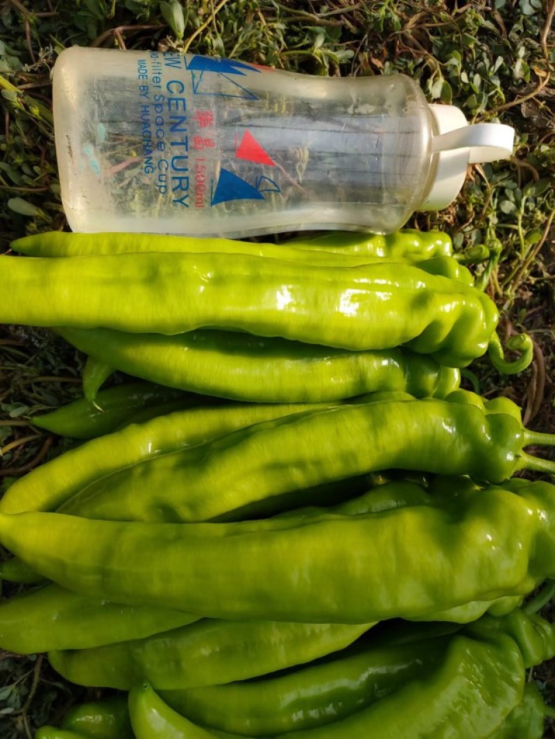 【推荐】黄皮辣椒产区直供货源充足量大从优视频看货全国发货