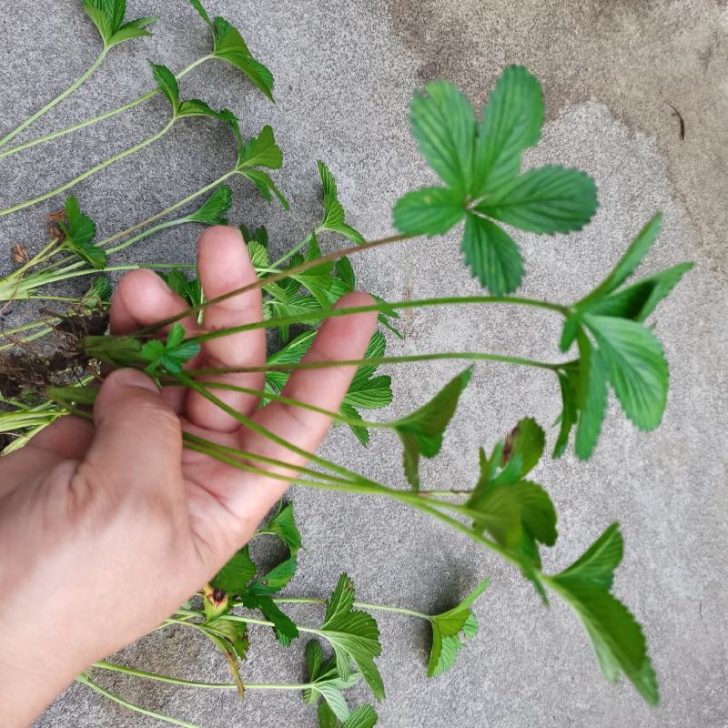 蛇莓野草莓产地直发量大从优耐寒耐冻工地用苗庭院绿化