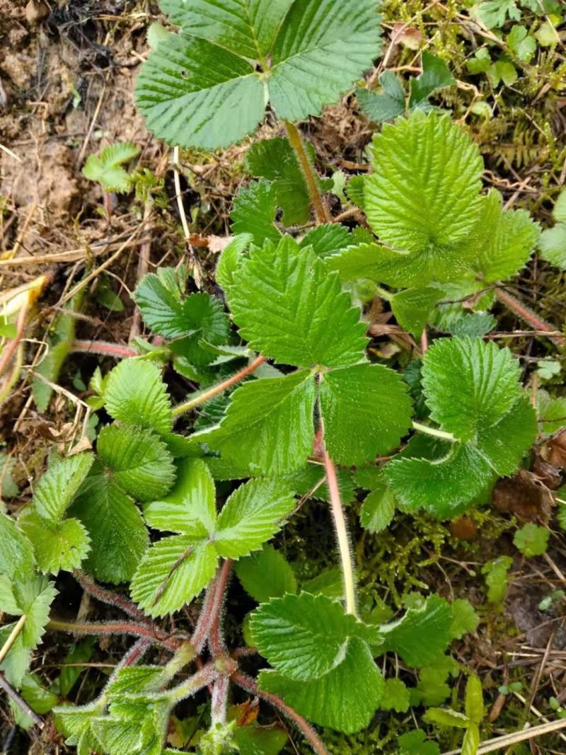 蛇莓野草莓产地直发量大从优耐寒耐冻工地用苗庭院绿化