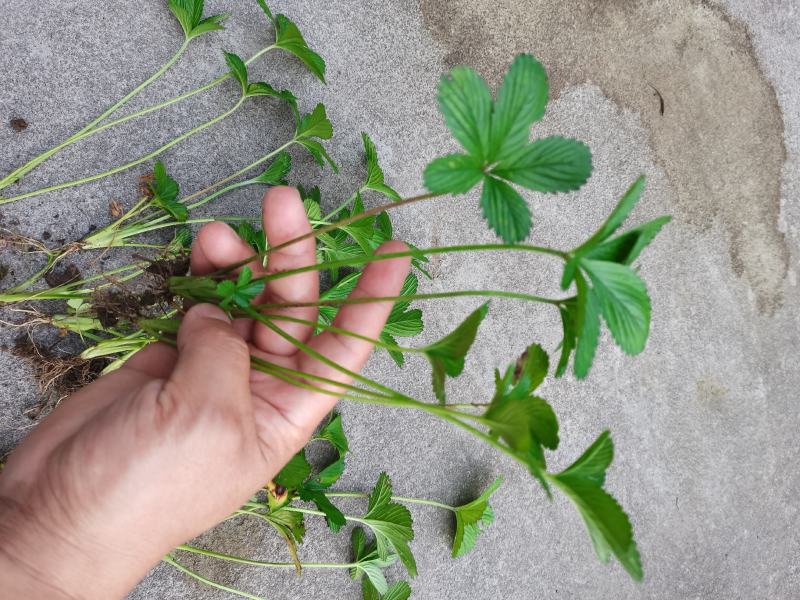 蛇莓野草莓产地直发量大从优耐寒耐冻工地用苗庭院绿化