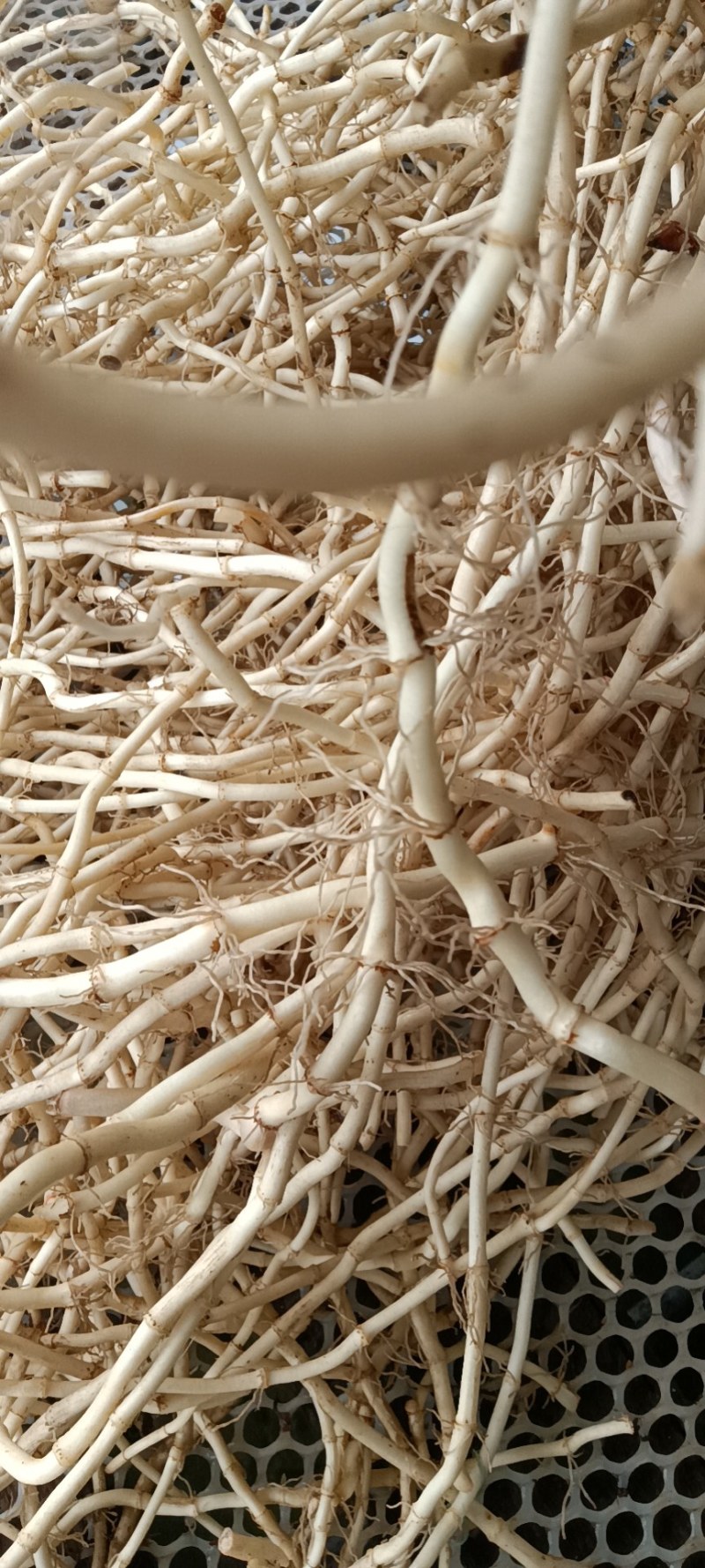 鱼腥草量大价优实力供货视频看产品保质保量精品一手货源