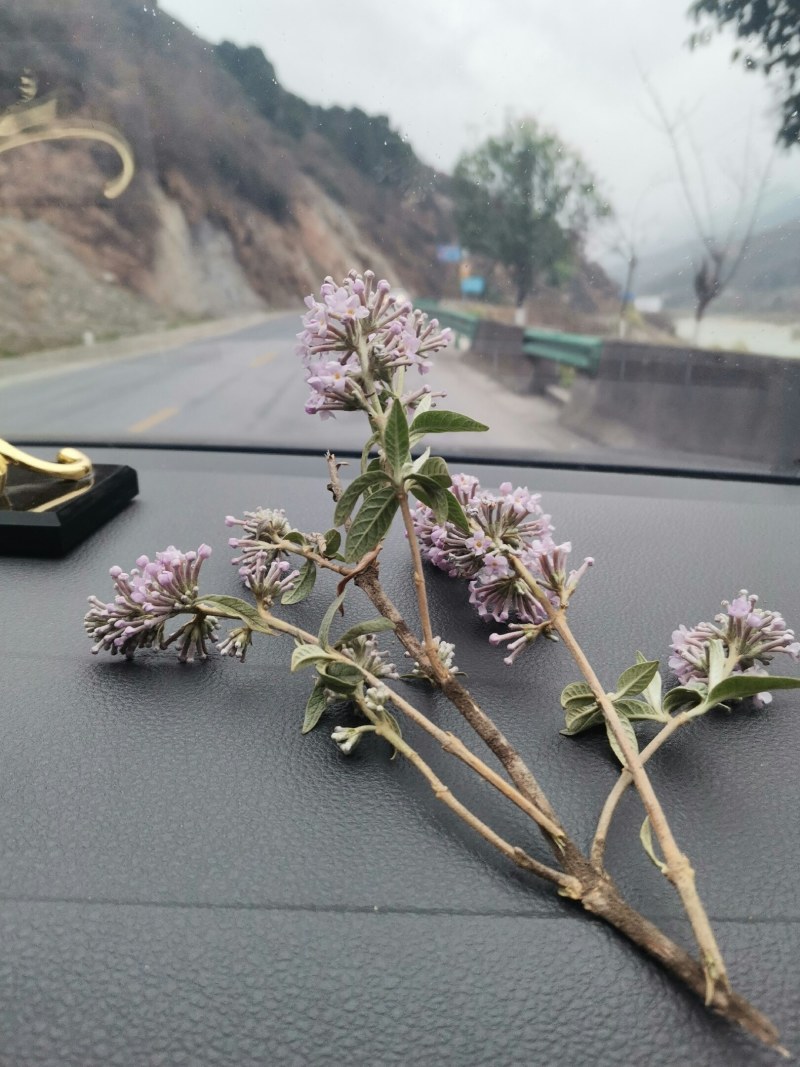 密蒙花