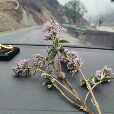 密蒙花