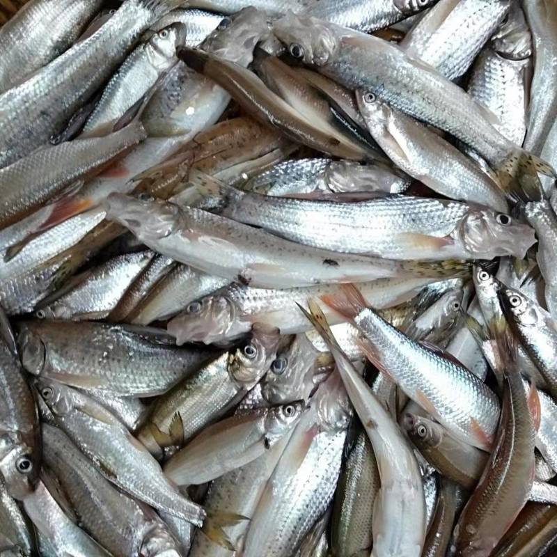 小麻鱼速冻有扒肚的欢迎你下单