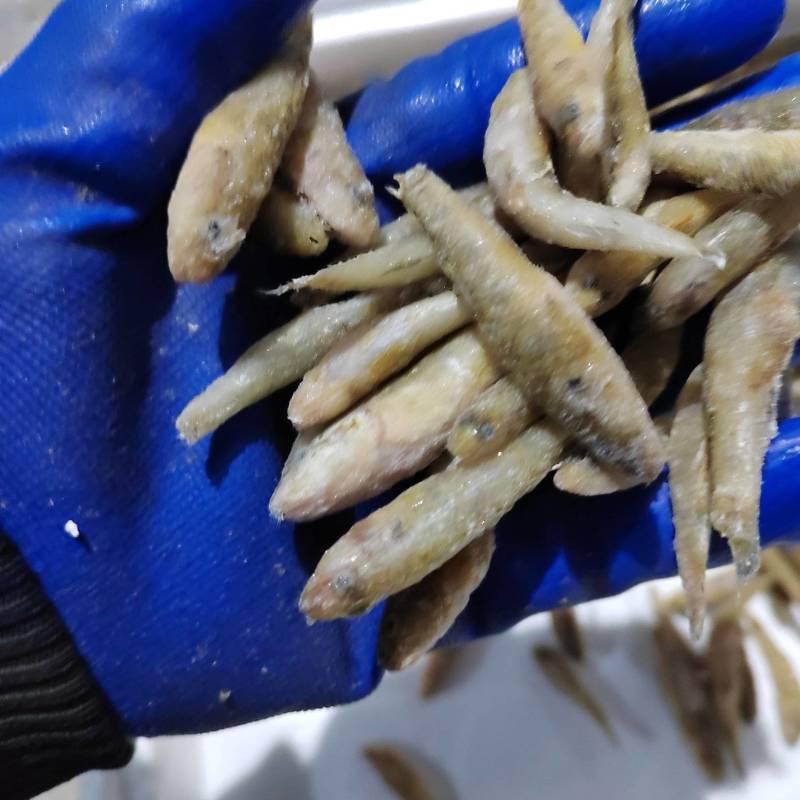 单冻大规格小黄鱼欢迎你下单