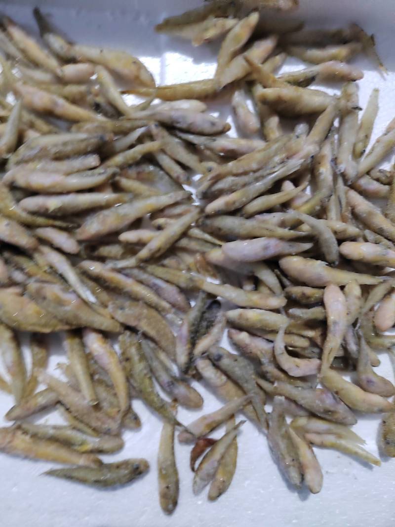 单冻大规格小黄鱼欢迎你下单