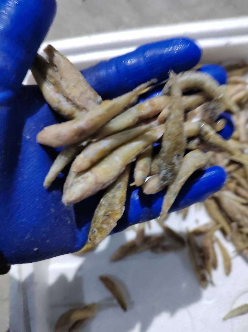 单冻大规格小黄鱼欢迎你下单