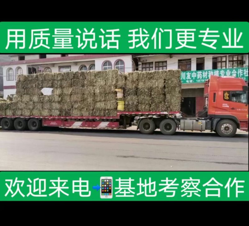 淫羊藿带根投料货