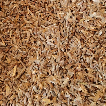 正宗朱砂点苍术子北苍术子包发芽率包正品产量高