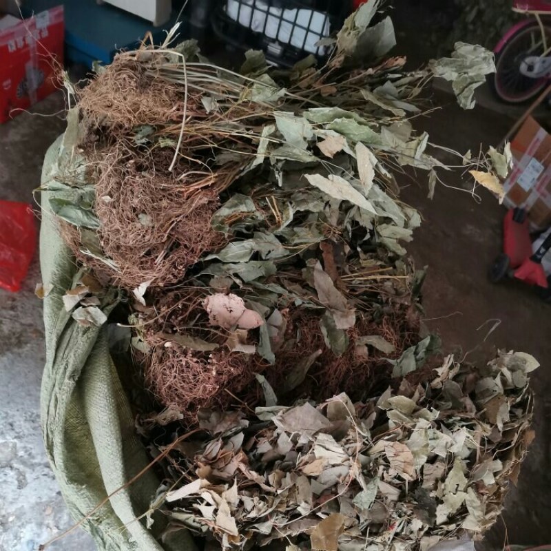 淫羊藿带根投料货