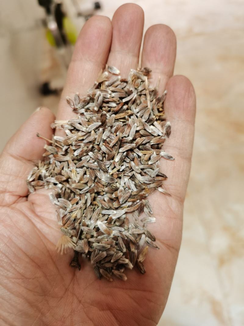 正宗朱砂点苍术子北苍术子包发芽率包正品产量高