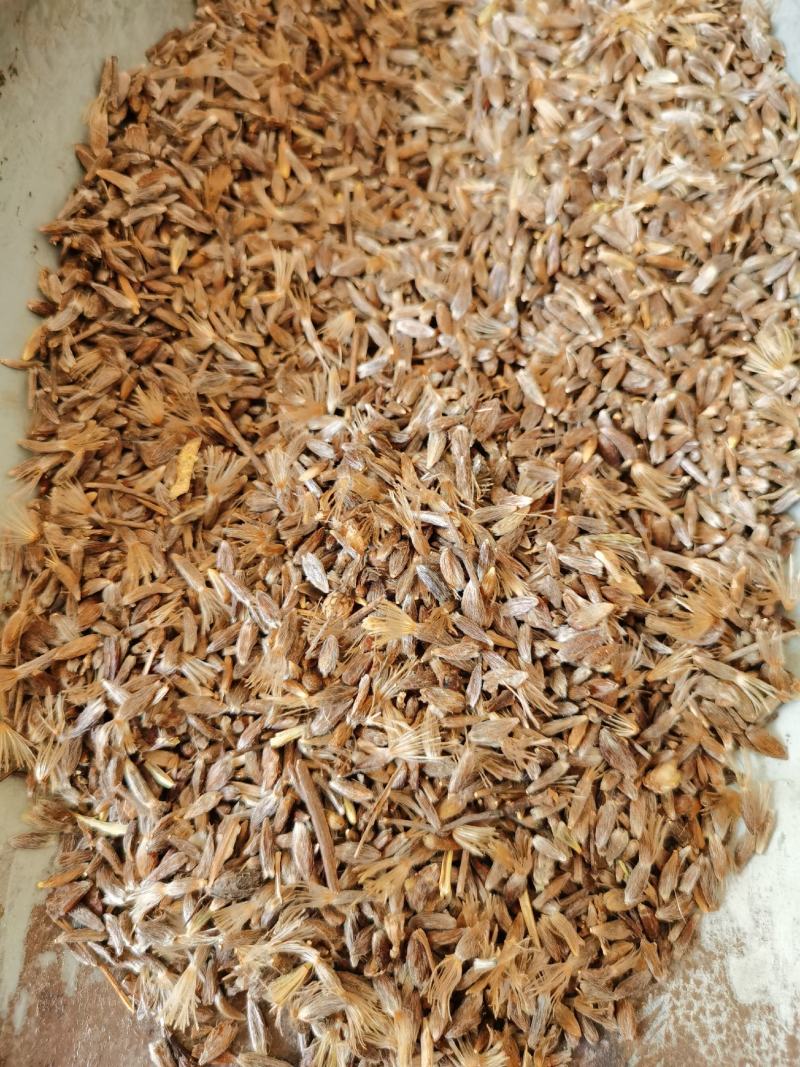 正宗朱砂点苍术子北苍术子包发芽率包正品产量高