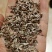 正宗朱砂点苍术子北苍术子包发芽率包正品产量高