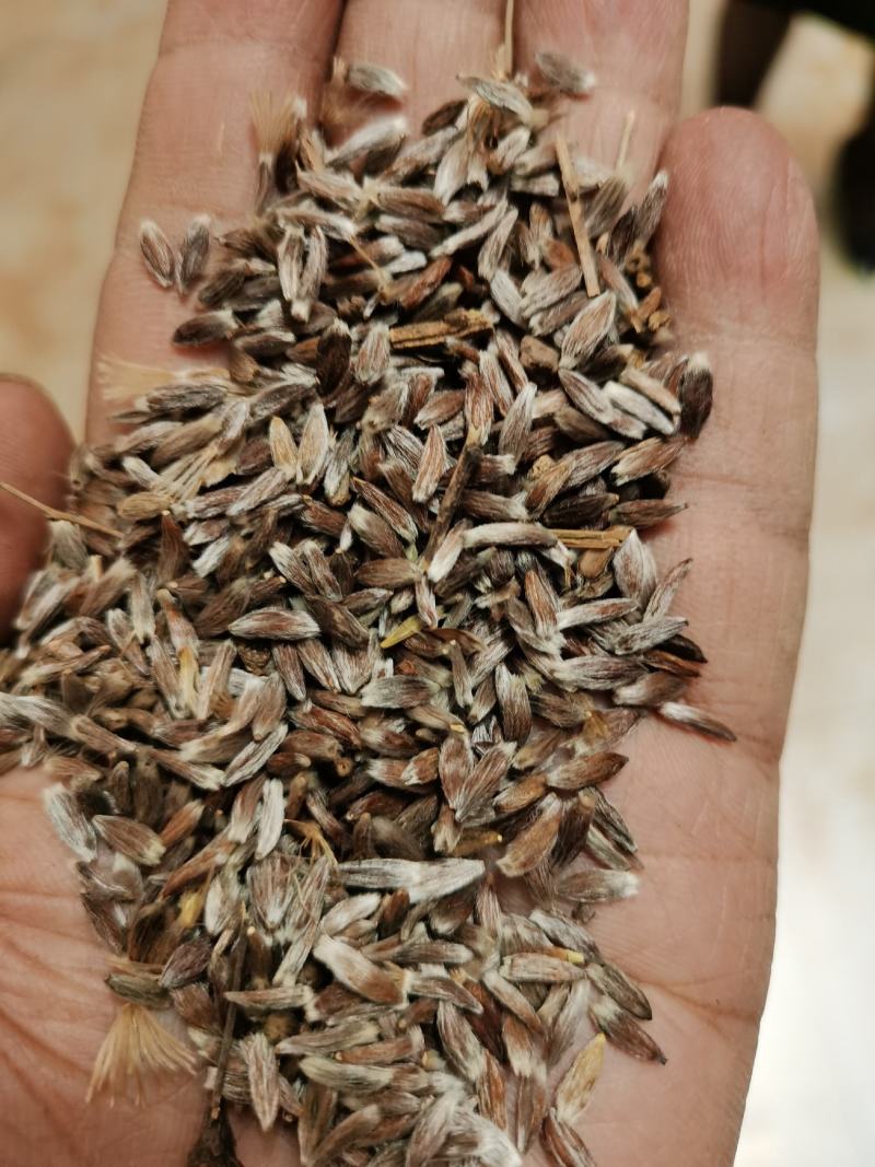正宗朱砂点苍术子北苍术子包发芽率包正品产量高