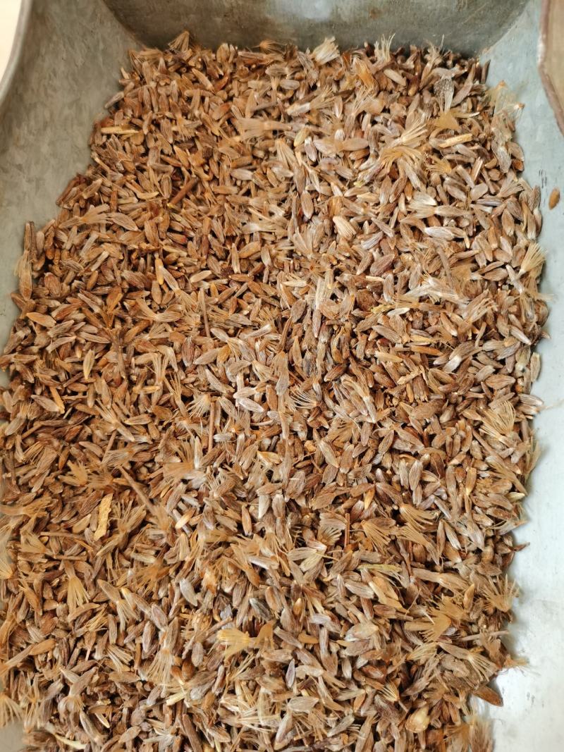 正宗朱砂点苍术子北苍术子包发芽率包正品产量高