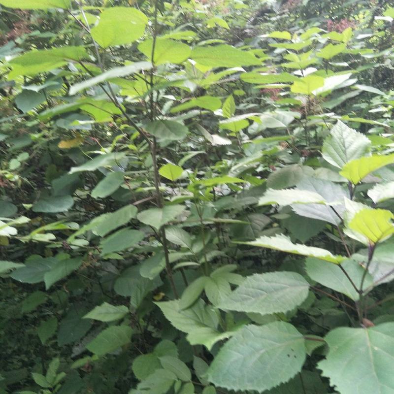 野生臭牡丹苗，自然生长，药用价值好，！！！！！！！！！！
