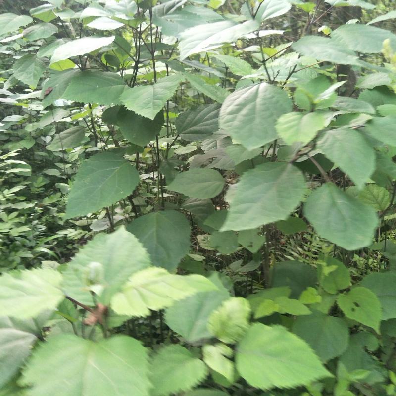 野生臭牡丹苗，自然生长，药用价值好，！！！！！！！！！！