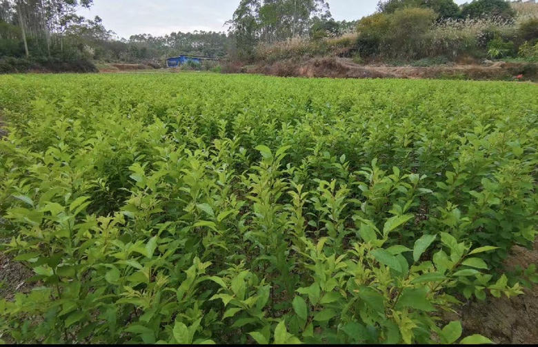 蜂糖李母树保护现场纪实:青石质保护碑矗立于树前,碑文刻‘蜂糖李母树·荔波县重点农业种质资源保护单位’;三位身着布依族靛蓝土布服饰的村民(两女一男)站在碑旁微笑合影,其中一位老人右手轻抚树干,背景可见挂牌‘国家地理标志产品’铜牌与智能墒情传感器支架,展现传统守护与现代科技融合 蜂糖李母树保护碑与村民合影