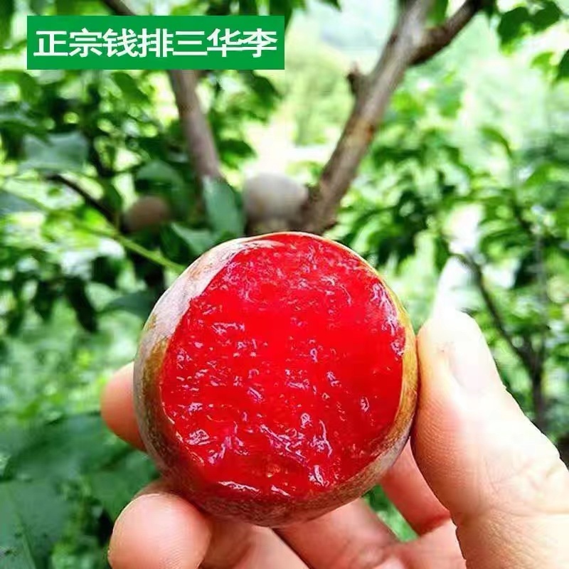 三月李苗三华李苗前排三华李早熟李子苗不纯正包退