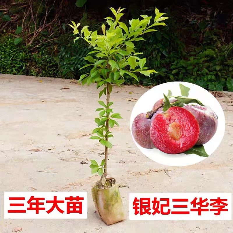 三月李苗三华李苗前排三华李早熟李子苗不纯正包退