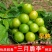 三月李苗三华李苗前排三华李早熟李子苗不纯正包退