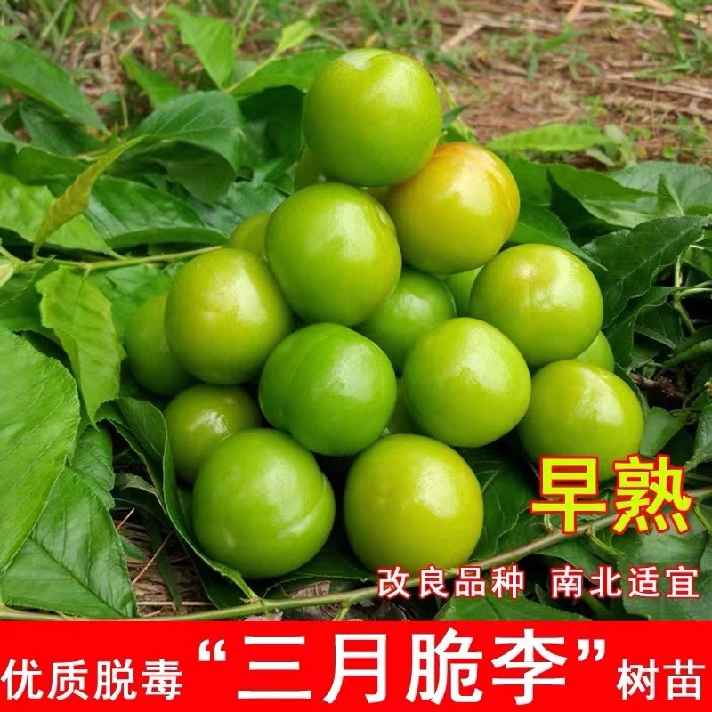 三月李苗三华李苗前排三华李早熟李子苗不纯正包退