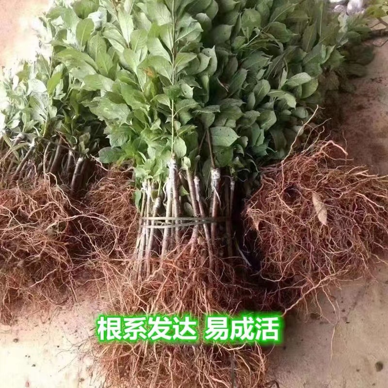 三月李苗三华李苗前排三华李早熟李子苗不纯正包退