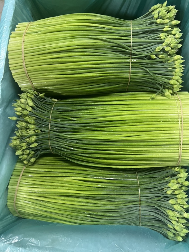 【推荐】广东韭菜一手货源可视频看货品种齐全欢迎来电
