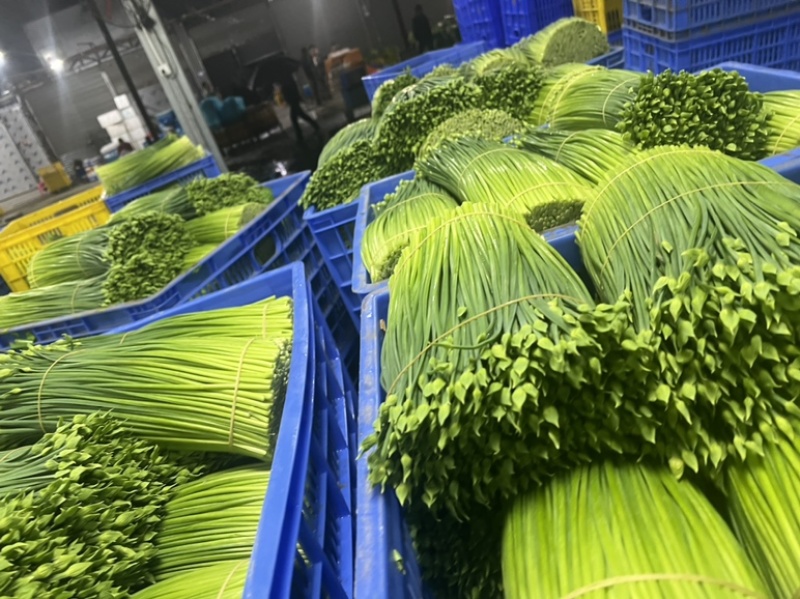 【推荐】广东韭菜一手货源可视频看货品种齐全欢迎来电