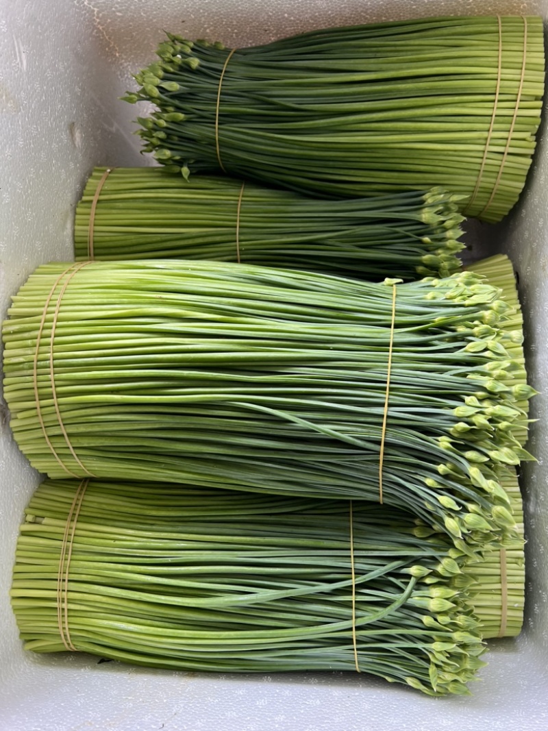 【推荐】广东韭菜一手货源可视频看货品种齐全欢迎来电