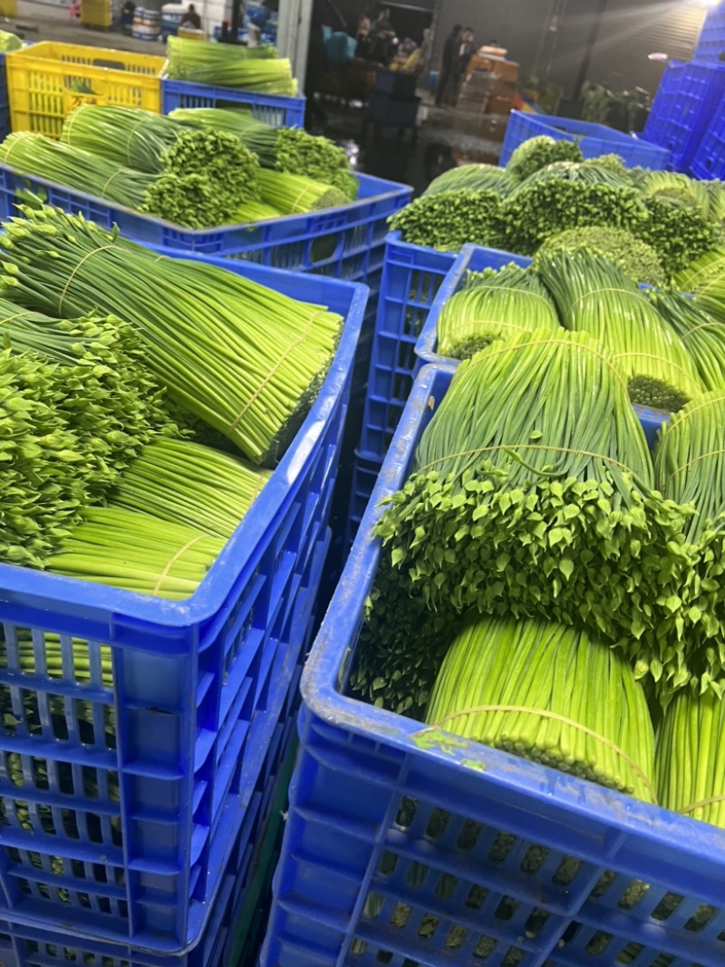 【推荐】广东韭菜一手货源可视频看货品种齐全欢迎来电