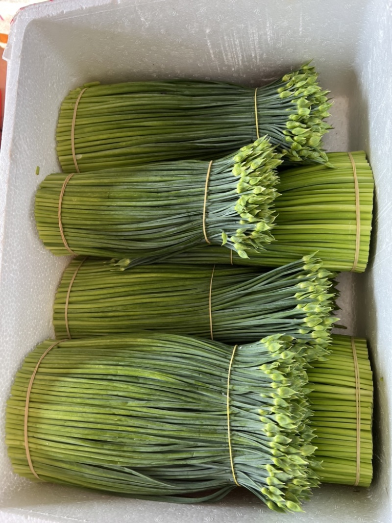 【推荐】广东韭菜一手货源可视频看货品种齐全欢迎来电