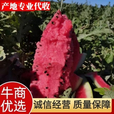 通辽保康西瓜代收地雷西瓜今日价格报价精准一手货源