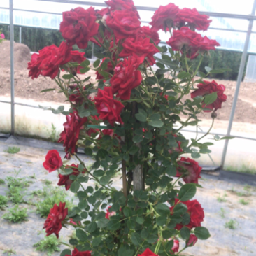 藤本月季，基地直发，欢迎进店选购