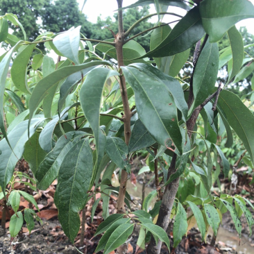 自产自销桂花香早熟品种荔枝苗以给海南陵水鲁宏公司大量
