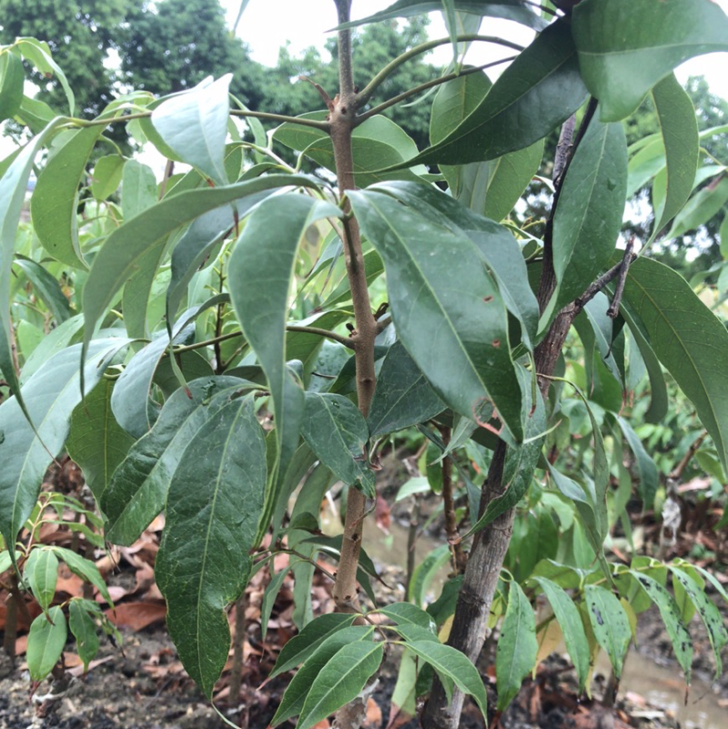 自产自销桂花香早熟品种荔枝苗以给海南陵水鲁宏公司大量