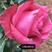 云南玫瑰月季小苗品种颜色花型如图所示基地直销