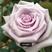 云南玫瑰月季小苗品种颜色花型如图所示基地直销