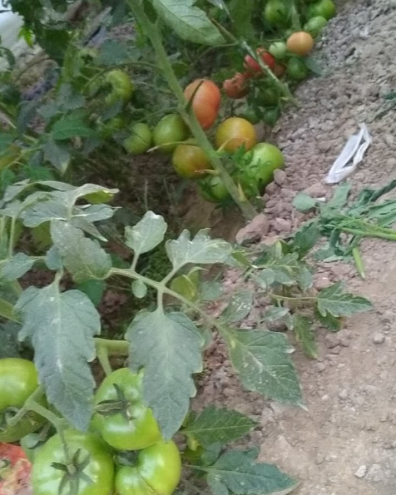 黄瓜密刺黄瓜大量有货产地供应欢迎来电要货