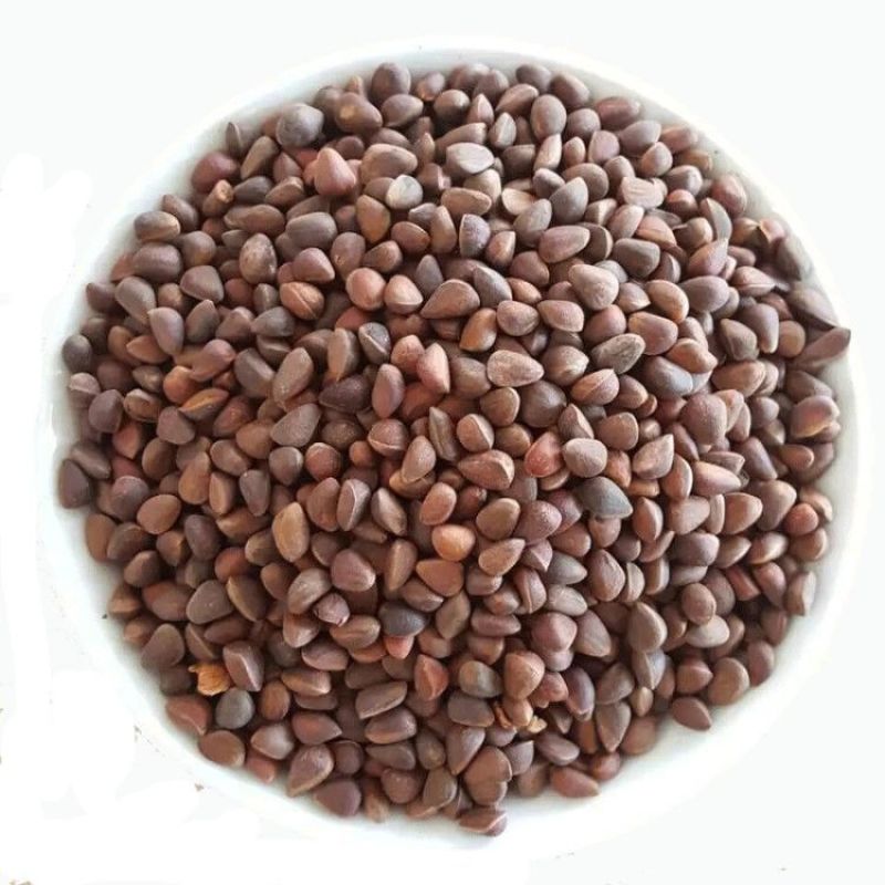 华山松子宠物松鼠雪地金华主粮大眼飞鼠粮食补充微量元素松子